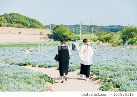 Nemophila flower field and young woman Nemophila flower field and young woman 105556116