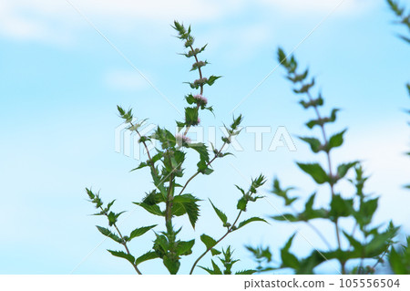 Peppermint flower in Hokkaido 105556504