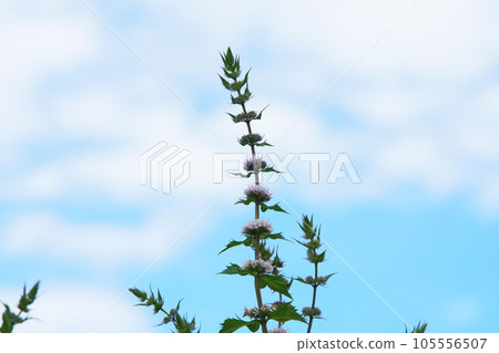 北海道的薄荷花 北海道的薄荷花 105556507