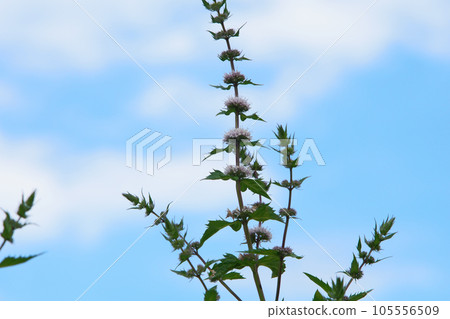 北海道的薄荷花 105556509