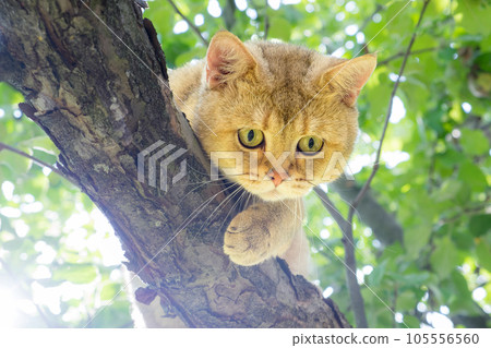 A beautiful British cat in a tree looks on with curiosity. Close-up of a golden chinchilla A beautiful British cat in a tree looks on with curiosity. Close-up of a golden chinchilla 105556560