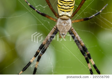 Argiope spider 105556700