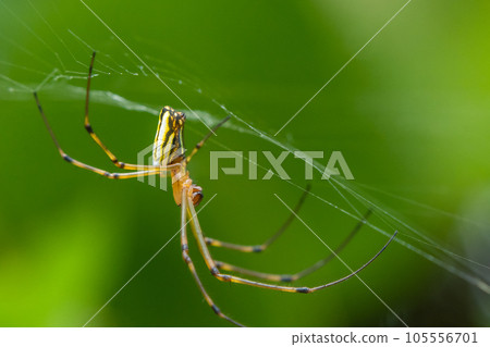 Leucauge bluff 105556701