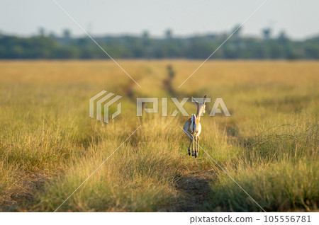 wild female blackbuck or antilope cervicapra or Indian antelope back profile with high jump in air in winter evening golden hour light and grassland landscape of tal chhapar sanctuary rajasthan india wild female blackbuck or antilope cervicapra or Indian antelope back profile with high jump in air in winter evening golden hour light and grassland landscape of tal chhapar sanctuary rajasthan india 105556781
