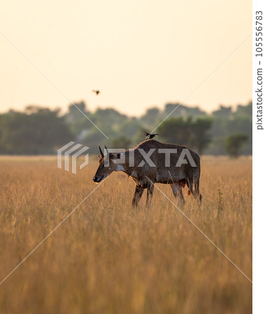 wild male nilgai or blue bull or Boselaphus tragocamelus an largest asian antelope of asia in golden hour winter light or backlight in scenic landscape of tal chhapar sanctuary churu rajasthan india wild male nilgai or blue bull or Boselaphus tragocamelus an largest asian antelope of asia in golden hour winter light or backlight in scenic landscape of tal chhapar sanctuary churu rajasthan india 105556783