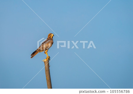 White eyed buzzard or Butastur teesa bird closeup perched in natural blue sky background at tal chhapar blackbuck sanctuary churu rajasthan india asia White eyed buzzard or Butastur teesa bird closeup perched in natural blue sky background at tal chhapar blackbuck sanctuary churu rajasthan india asia 105556786