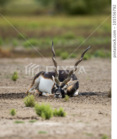 Big horned wild male blackbuck or antilope cervicapra or Indian antelope resting in velavadar blackbuck national park gujrat india asia 105556792