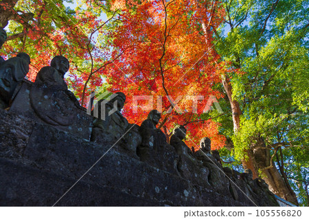 Koedo Kawagoe in autumn, Kita-in Temple in autumn leaves, Gohyakurakan Koedo Kawagoe in autumn, Kita-in Temple in autumn leaves, Gohyakurakan 105556820