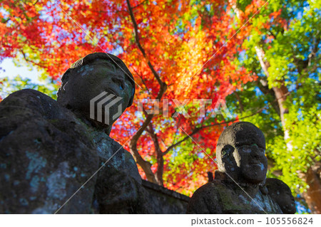 Koedo Kawagoe in autumn, Kita-in Temple in autumn leaves, Gohyakurakan 105556824