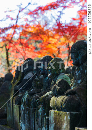 Koedo Kawagoe in autumn, Kita-in Temple in autumn leaves, Gohyakurakan Koedo Kawagoe in autumn, Kita-in Temple in autumn leaves, Gohyakurakan 105556836