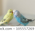 Mel and Lara, two good friends budgerigars 105557269