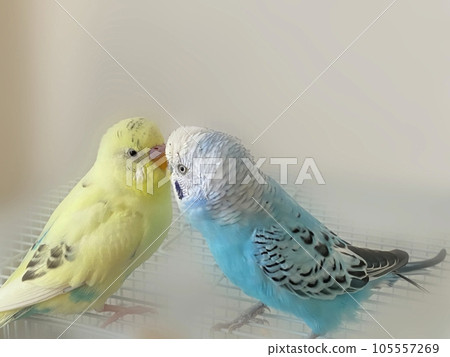 Mel and Lara, two good friends budgerigars 105557269