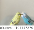 Mel and Lara, two good friends budgerigars 105557270