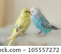 Mel and Lara, two good friends budgerigars 105557272
