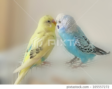 Mel and Lara, two good friends budgerigars Mel and Lara, two good friends budgerigars 105557272