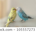 Mel and Lara, two good friends budgerigars 105557273