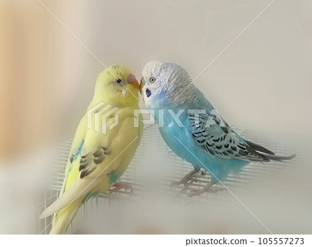 Mel and Lara, two good friends budgerigars Mel and Lara, two good friends budgerigars 105557273