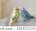 Mel and Lara, two good friends budgerigars 105557274