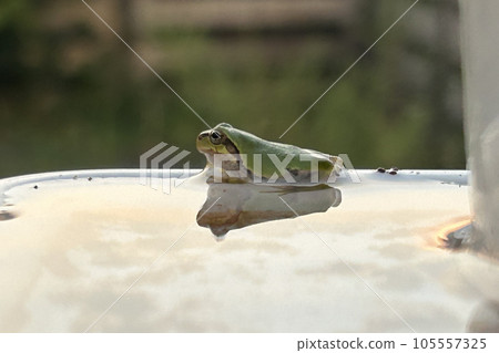 Twilight Frog Twilight Frog 105557325