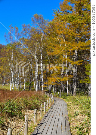 Autumn Okunikko Odashirogahara Promenade 105557593