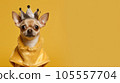Advertising portrait, banner, serious looking chihuahua dog dressed in a queen outfit, isolated on yellow background 105557704