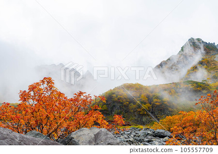 [金州] 霧中紅葉季節的唐澤馬戲團[長野縣] 105557709