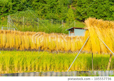 [大米素材]中野的梯田，撿來的大米[山梨縣] 105557736
