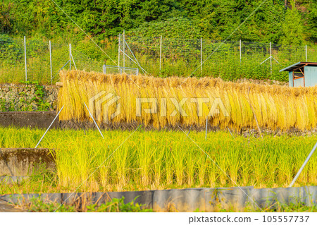 [Rice material] Terraced rice fields in Nakano, rice that has been scavenged [Yamanashi Prefecture] 105557737