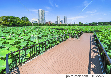 Ueno Onshi Park in summer, Shinobazu Pond, Hasumi Deck Scenery [Taito Ward, Tokyo] 105557759