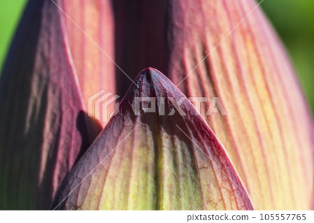 colorful lotus buds 105557765
