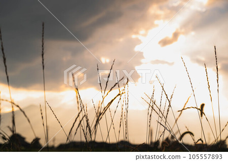 Scenery from the footpath at dusk in summer 105557893