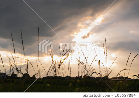 Scenery from the footpath at dusk in summer 105557894