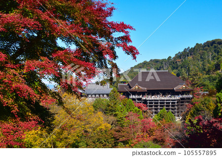 Autumn Kiyomizu Temple 105557895