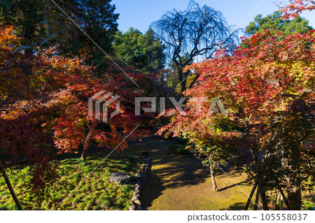 Koedo Kawagoe in Autumn Kita-in Temple Momijiyama Garden Koedo Kawagoe in Autumn Kita-in Temple Momijiyama Garden 105558037