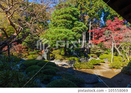 Koedo Kawagoe in autumn Autumn leaves of Kita-in Temple Kyokusui-no-niwa 105558069