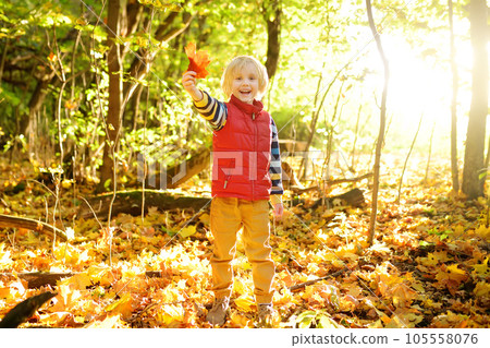 Little boy having fun during stroll in the forest at sunny autumn day. Child playing maple leaves. Active family time on nature. Hiking with little kids in the fall 105558076