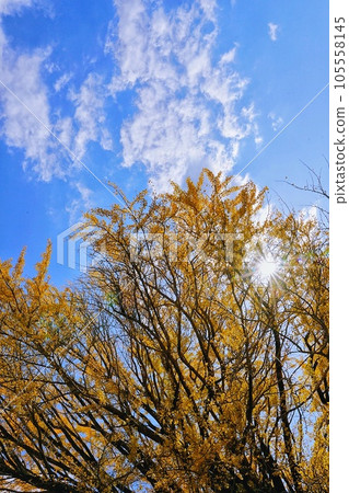 A large ginkgo tree in Fukusada, where the sunlight shines Nakahechi, Tanabe A large ginkgo tree in Fukusada, where the sunlight shines Nakahechi, Tanabe 105558145