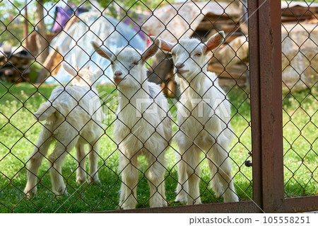 Little funny white goats on a juicy green lawn in zoo, farm Little funny white goats on a juicy green lawn in zoo, farm 105558251