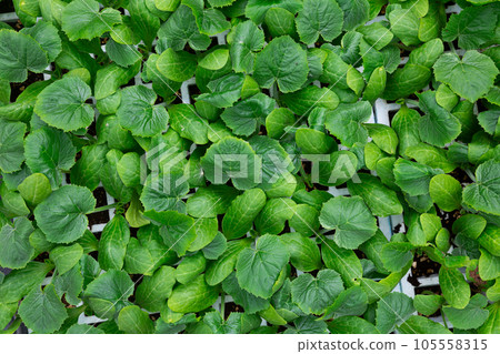 Closeup of green foliage of young cucumber seedlings 105558315