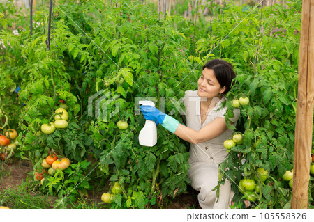Asian woman spraying tomatoes Asian woman spraying tomatoes 105558326