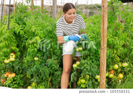 young girl in shorts spraying tomatoes young girl in shorts spraying tomatoes 105558331