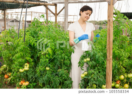 Asian woman spraying tomatoes 105558334