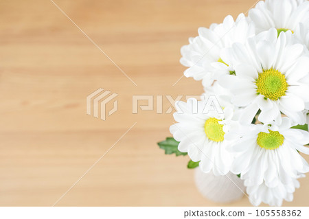 White chrysanthemum wood grain background Image for greeting cards and New Year's cards White chrysanthemum wood grain background Image for greeting cards and New Year's cards 105558362