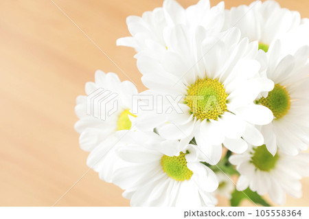 White chrysanthemum wood grain background Image for greeting cards and New Year's cards White chrysanthemum wood grain background Image for greeting cards and New Year's cards 105558364