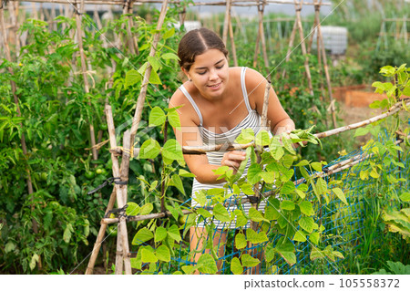 young girl green bean harvest young girl green bean harvest 105558372