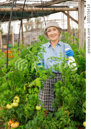 Mature woman spraying tomatoes 105558414