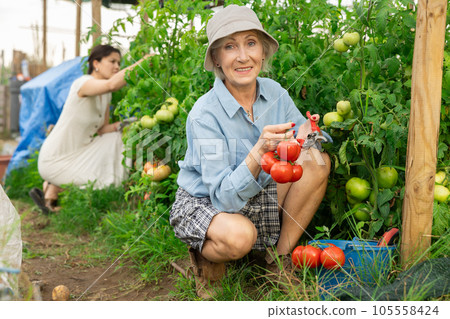 Elderly positive woman posing with red tomatoes in garden 105558424
