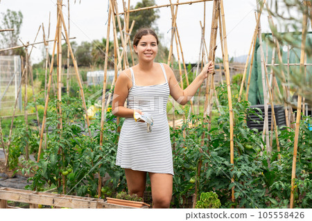 young girl in summer dress at vegetable garden 105558426