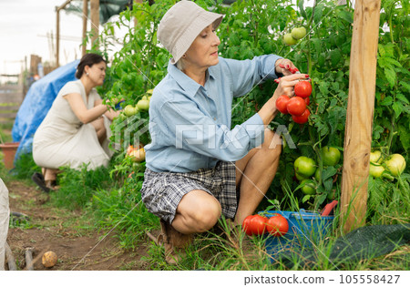 Senior happy woman picking tomatoes. Senior happy woman picking tomatoes. 105558427