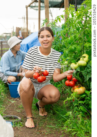 young girl in shorts tomatoes harvest young girl in shorts tomatoes harvest 105558429
